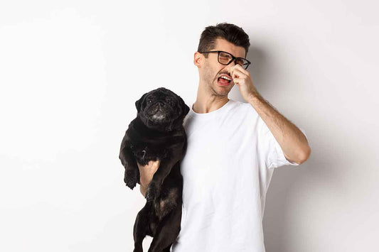 Why Alcohol Based Colognes Make Your Dog Smellier